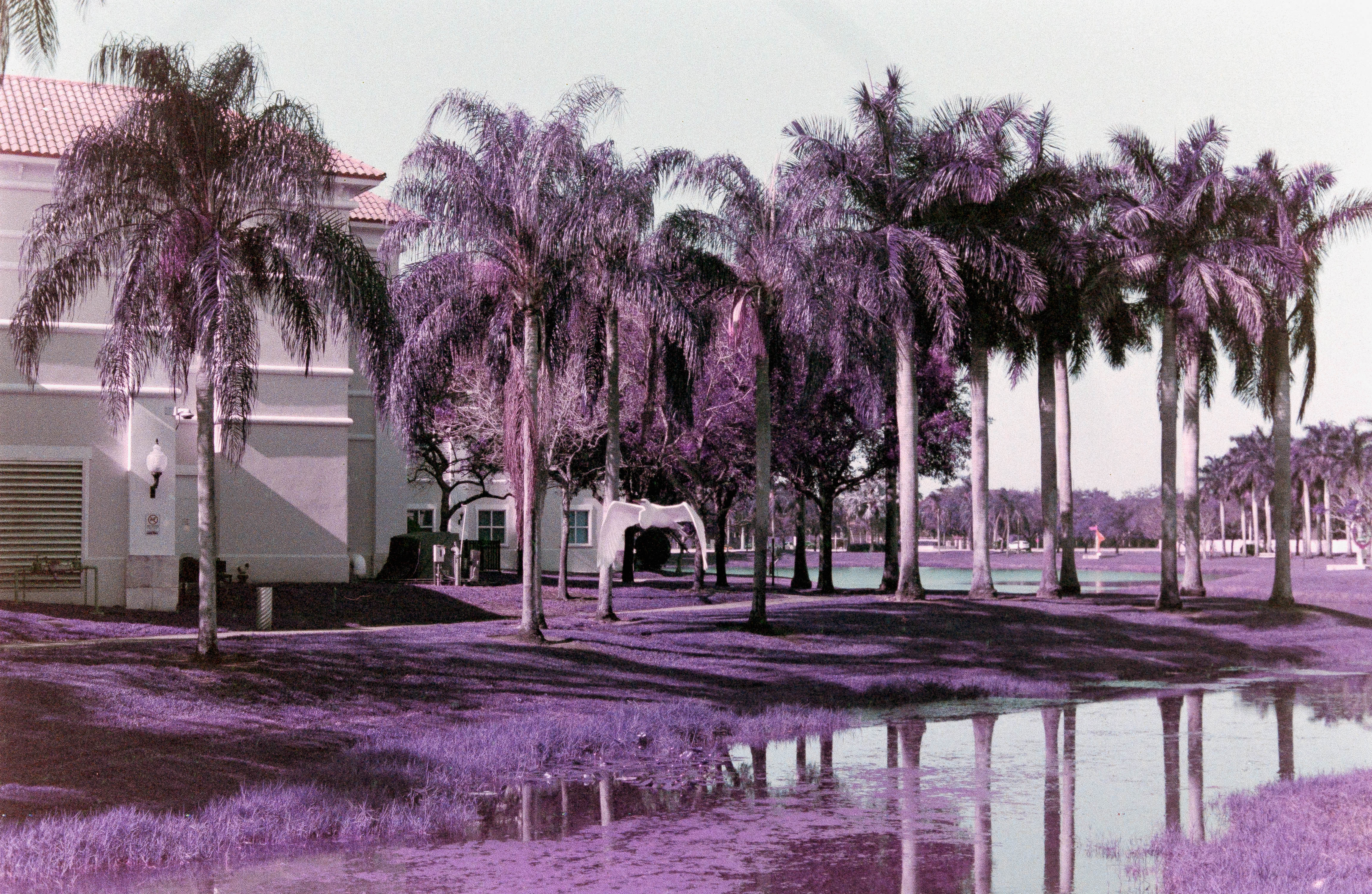 Building facade with the sign The Tides framed by palm leaves.