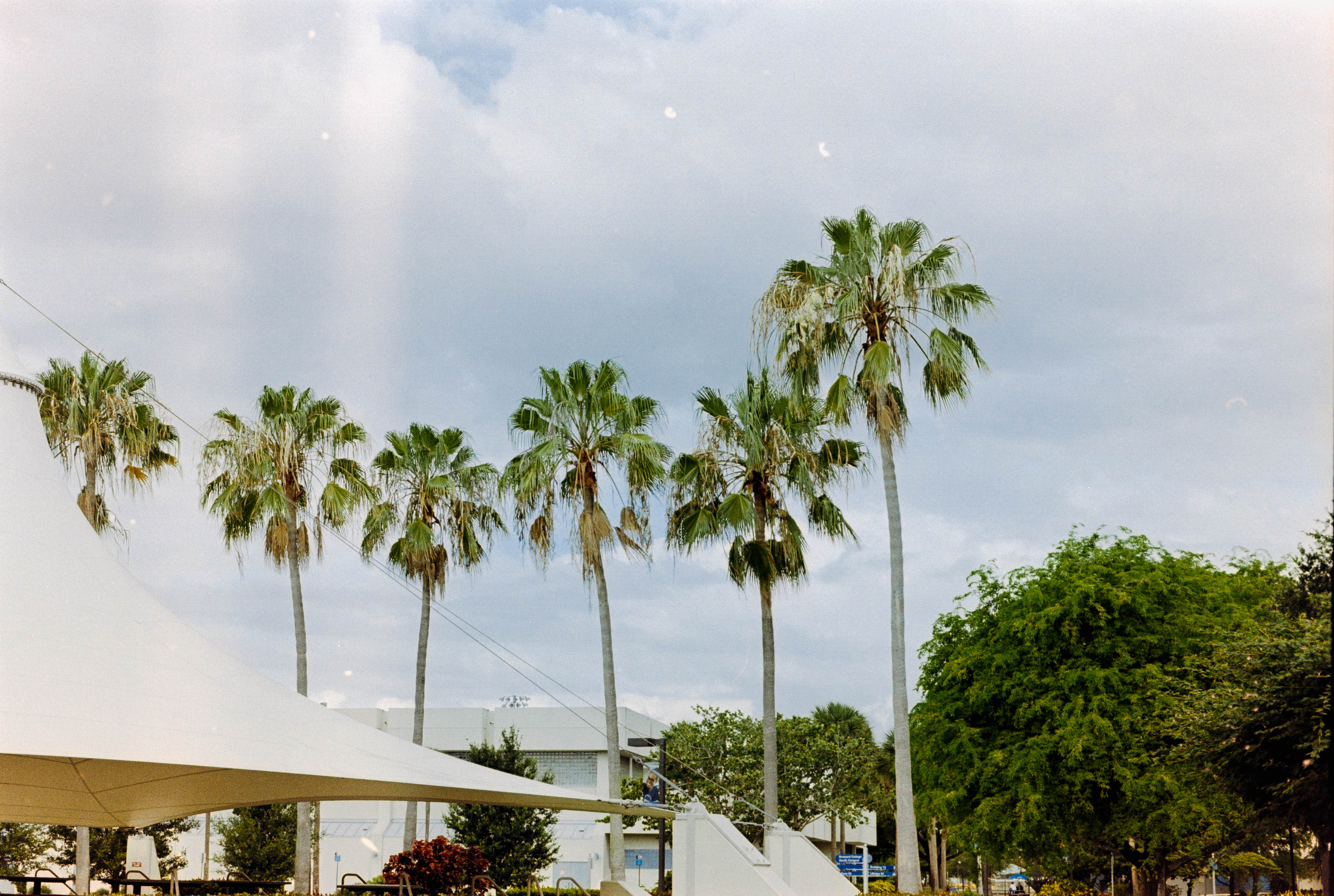 palm trees by a white cabanna tent thing