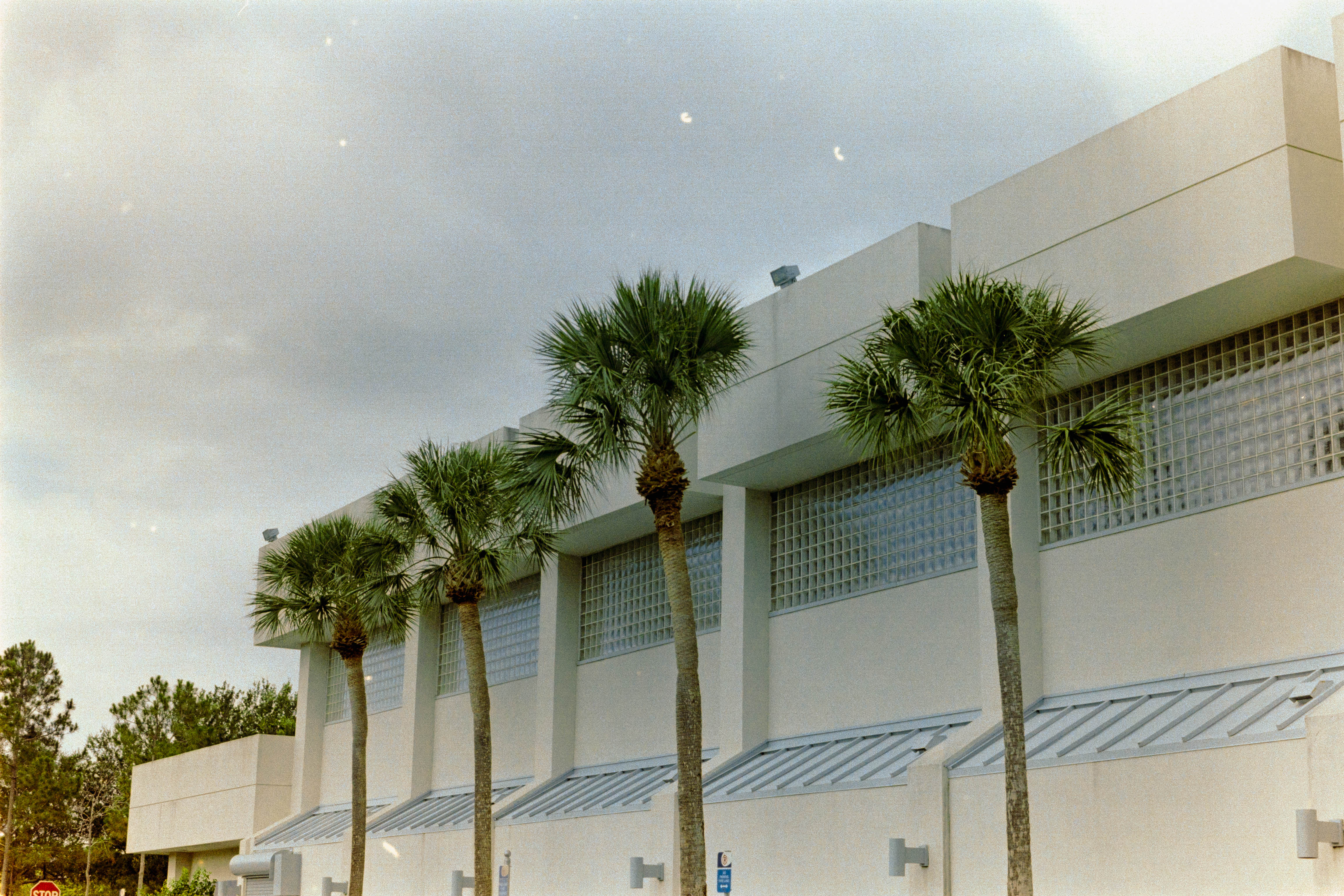 palm tress by a building